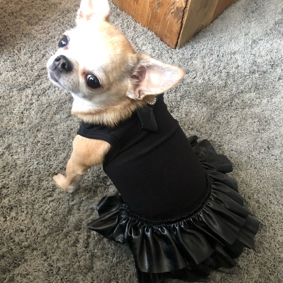 Meet your Poshers, Abby + Porsche ❤️ 🐶 - Picture 5 of 9